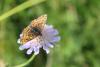 Melitaea aurelia