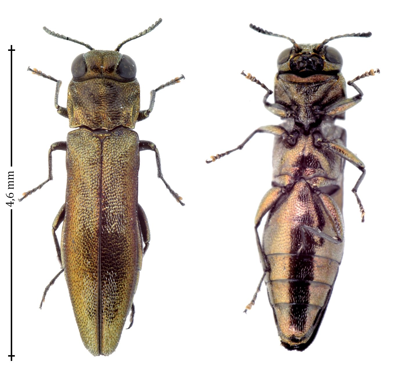 David Ignace - Agrilus (Quercuagrilus) derasofasciatus - réf. 144448 (1374 x 1280 pixels, 207 ko)