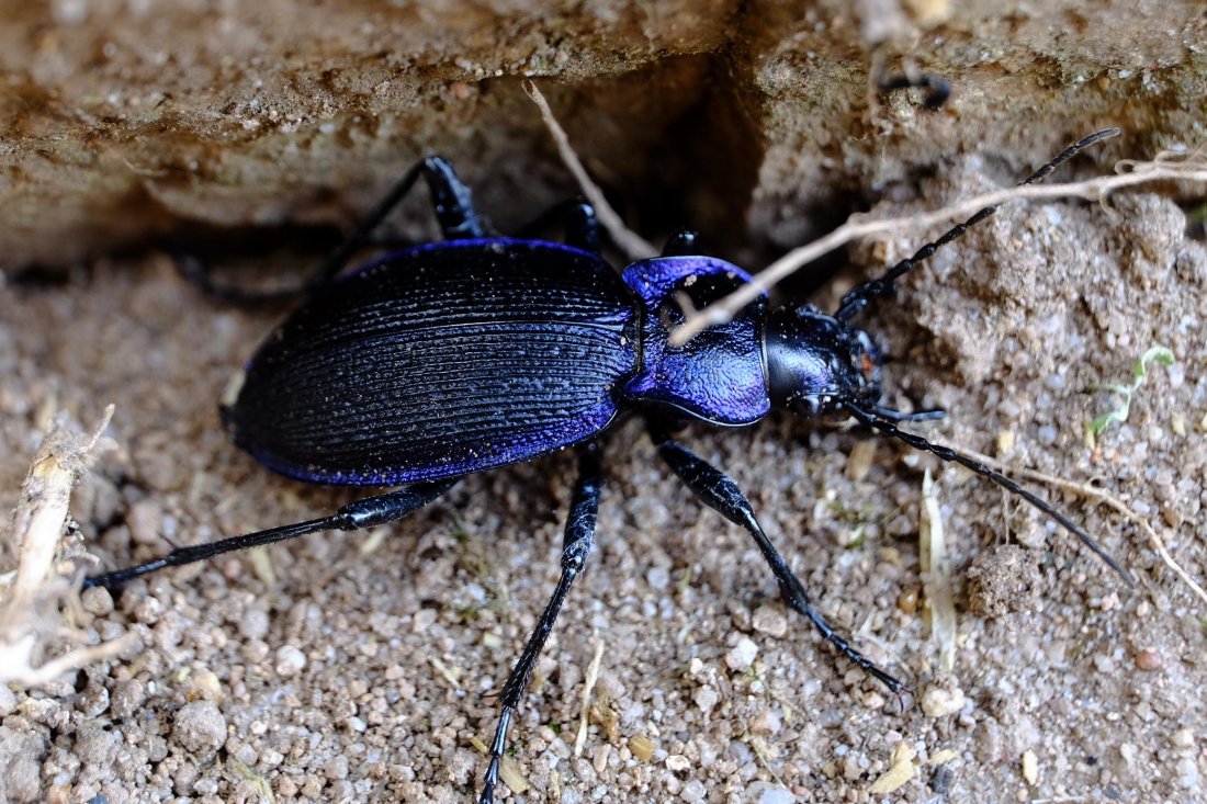 Réf. 144041 — INSECTA > Coleoptera > Carabidae > Carabus (Mesocarabus