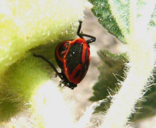 Pyrrhocoris apterus