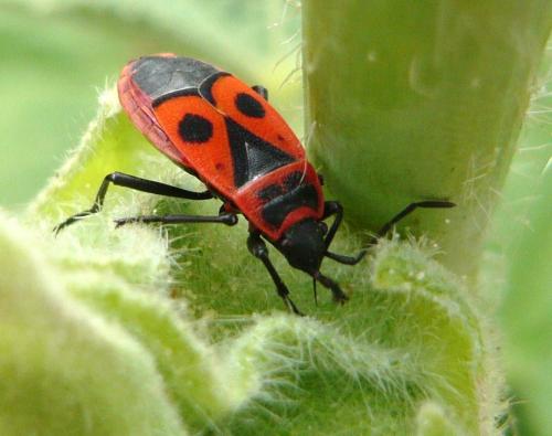 Réf. 145 046 : Pyrrhocoris apterus