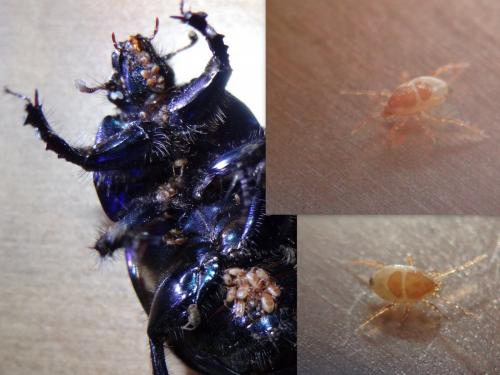 Parasitinae