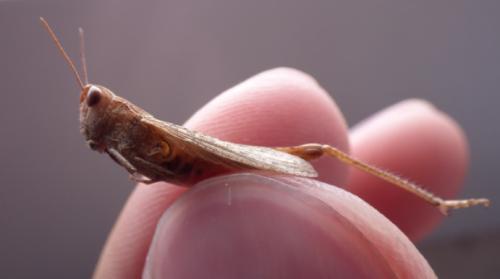 Chorthippus vagans vagans