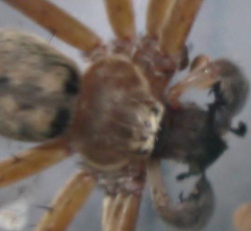 Olios lamarcki