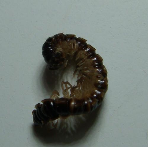 Réf. 145 504 : Oxidus gracilis