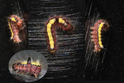 Réf. 145 281 : Acronicta psi