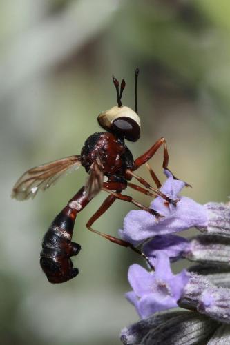 Réf. 145 434 : Physocephala vittata