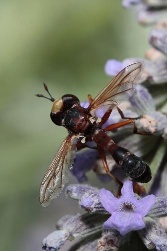 Réf. 145 433 : Physocephala vittata