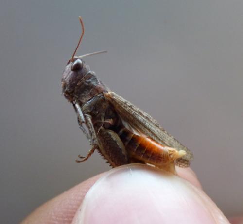 Chorthippus vagans vagans