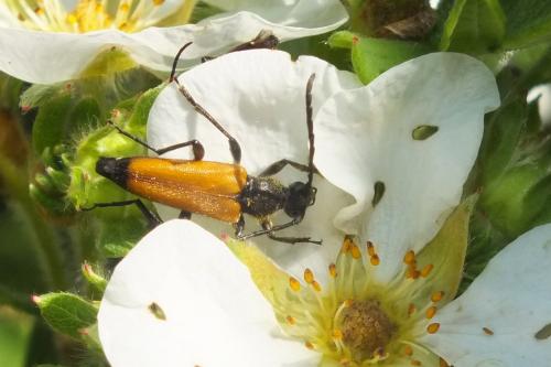 Stictoleptura fulva