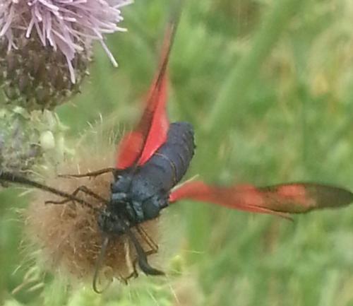 Zygaena sp.