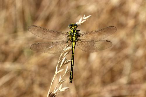 Réf. 145 031 : Gomphus simillimus