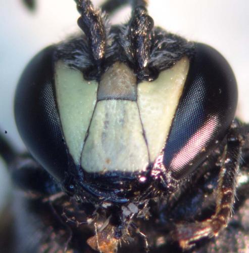 Réf. 145 234 : Hylaeus signatus