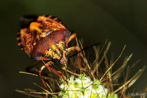Carpocoris pudicus
