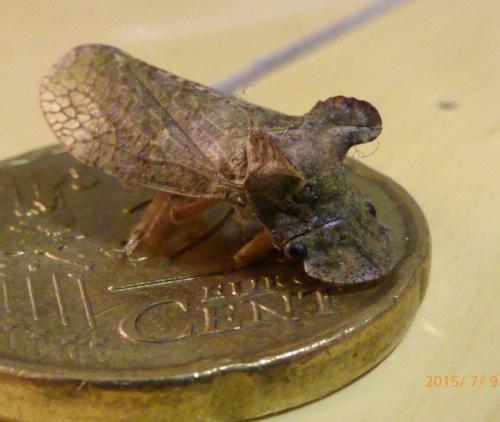 Ledra aurita