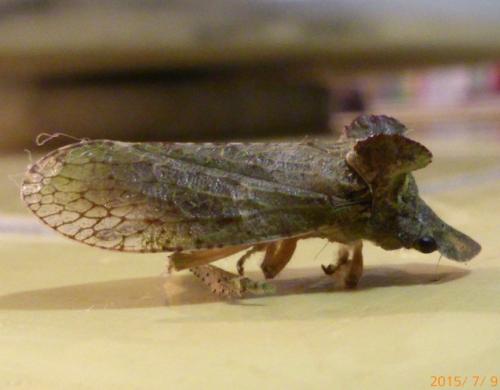 Ledra aurita