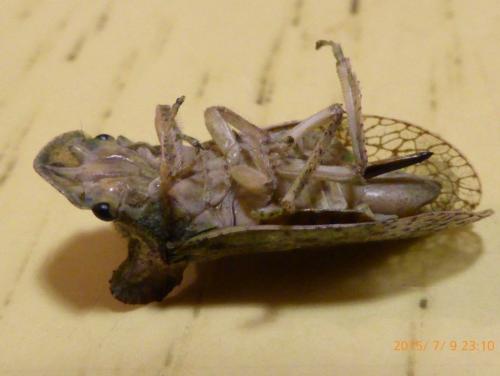 Ledra aurita