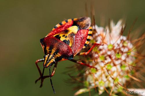 Réf. 145 652 : Carpocoris pudicus