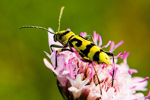 Réf. 145 154 : Chlorophorus varius