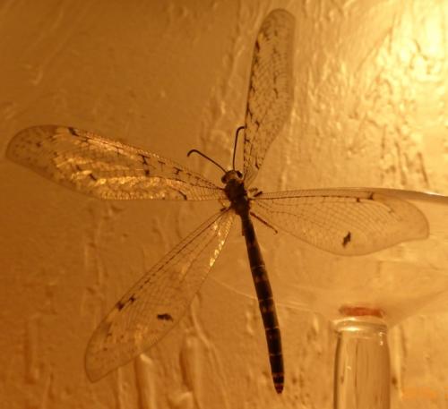 Distoleon tetragrammicus