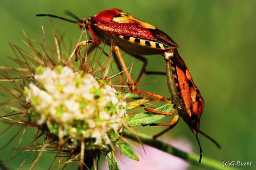Réf. 145 654 : Carpocoris pudicus