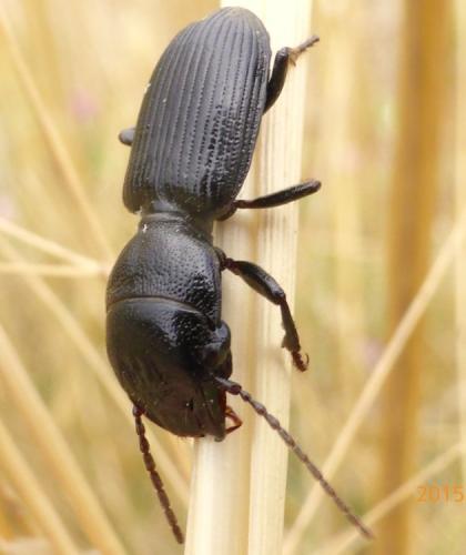Dixus clypeatus