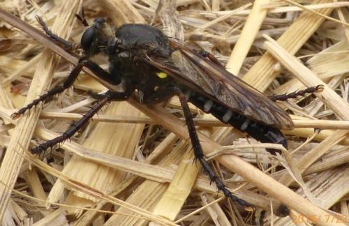 Dasypogon diadema