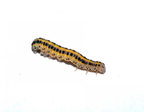 Calophasia sp.