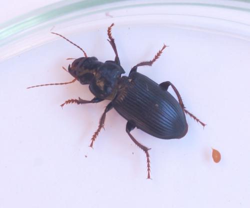 Pseudoophonus calceatus