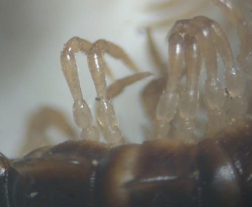 Réf. 145 505 : Oxidus gracilis