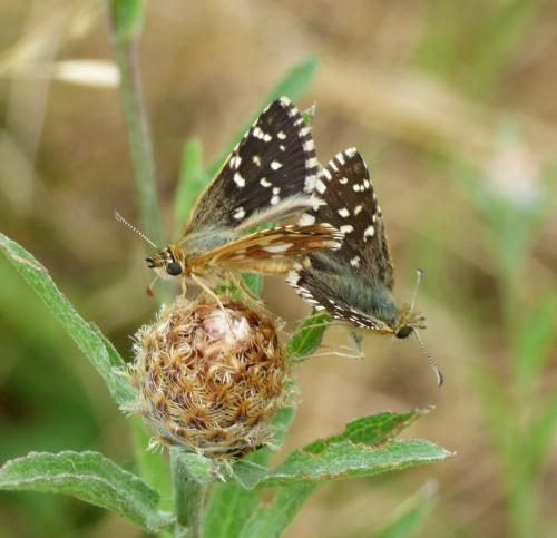Pyrgus sp.
