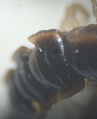 Réf. 145 506 : Oxidus gracilis