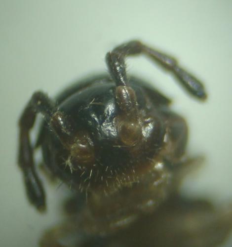 Réf. 145 507 : Oxidus gracilis