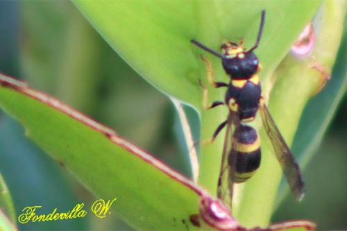 Eumeninae