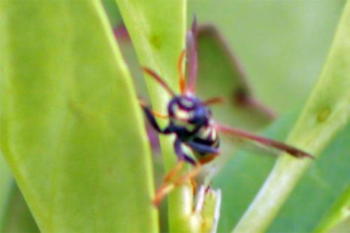 Polistes sp.