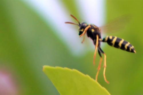 Polistes sp.