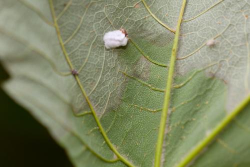 Réf. 145 439 : Pulvinaria hydrangeae