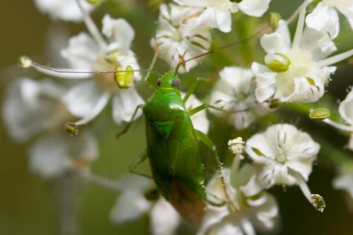 Réf. 145 496 : Lygocoris pabulinus