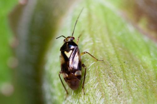 Réf. 145 158 : Orthops sp.