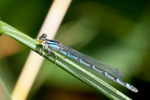 Enallagma cyathigerum