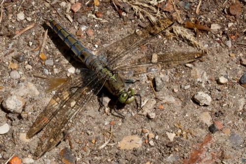 Orthetrum cancellatum