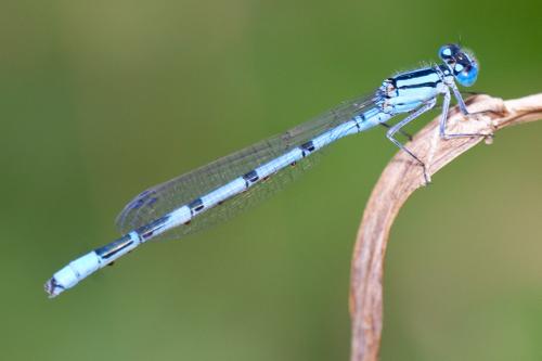Enallagma cyathigerum