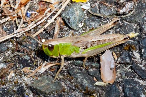 Réf. 145 497 : Pseudochorthippus parallelus