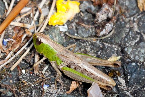 Réf. 145 499 : Pseudochorthippus parallelus