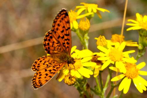 Boloria selene