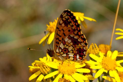 Boloria selene