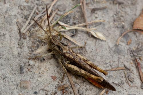 Chorthippus sp.