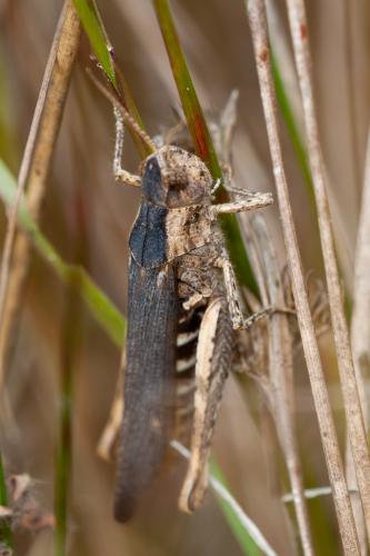 Chorthippus sp.