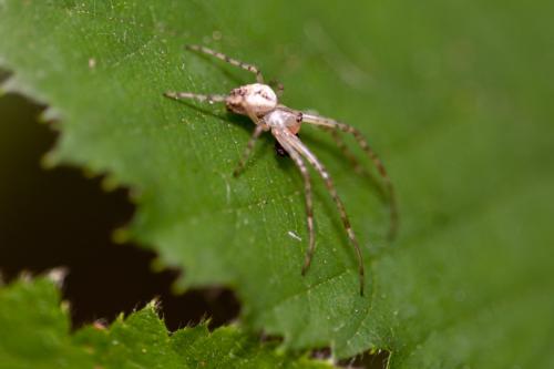 Metellina segmentata