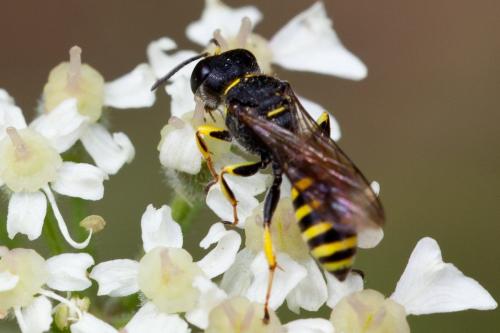 Ectemnius lituratus